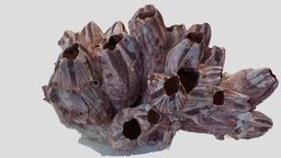 Pink Coral Decoration coral, pink, metashape, agisoft, nikhilollukaren