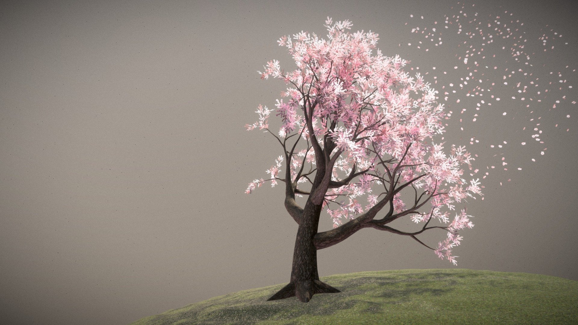Cherry blossom trees, iconic symbols of springtime beauty, enchant with their delicate pink and white blossoms that adorn parks, gardens, and streets around the world.


Includes:

- 6 cherry blossom tree variations in different growth stages (from small to large)

- Bark texturing includes color, normal, and roughness maps

- Foliage texturing includes color, normal, and opacity maps


- Sample scene

Each tree is composed of seperate meshes for the branches and foliage, so they can be seperated easily if needed.

These are mid poly models, with the largest containing 70k tris (50k verts), and smallest around 13.8k tris (8.4k verts). The medium sized models sit around 50k tris (39k verts) each.

The additional file contains each tree in a seperate FBX and OBJ file (textures not embedded) 3d model