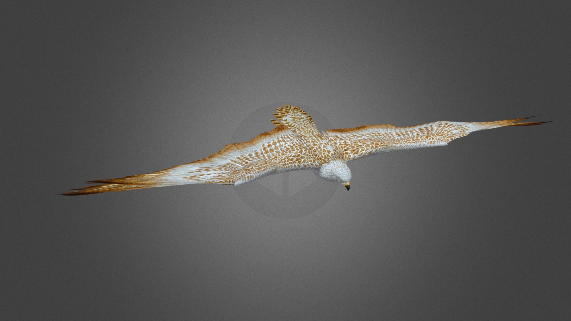 Compatible with : 3dsmax, Maya, D5Render, Blender, Iclone 7-8, C4D, UE4-5, Nvidia Omniverse…vv

Format file: Fbx

Textures: 2-4K

Diffuse, Norman, Opacity

Animated: 01

Rigging: Yes

Inquiries, please email Me: Animated3d.us@gmail.com https://animated3d.org/
 - Eagle-Ver4 - 3D model by animated3d.us 3d model
