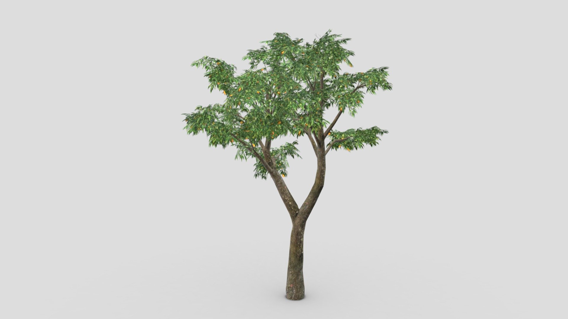 This is a low poly 3D model of Orange Tree. You can use this model in your projects 3d model