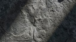 Fern leaf fossil plant, raw, ancient, plants, flora, discovery, grey, with, natural, vr, leaf, fern, fossil, specimen, fossils, marks, records, geological, ferns, find, remains, fossilized, preserved, botanicals, metashape, agisoft, photogrammetry, scan, stone, rock, prehistoric, history, imprints