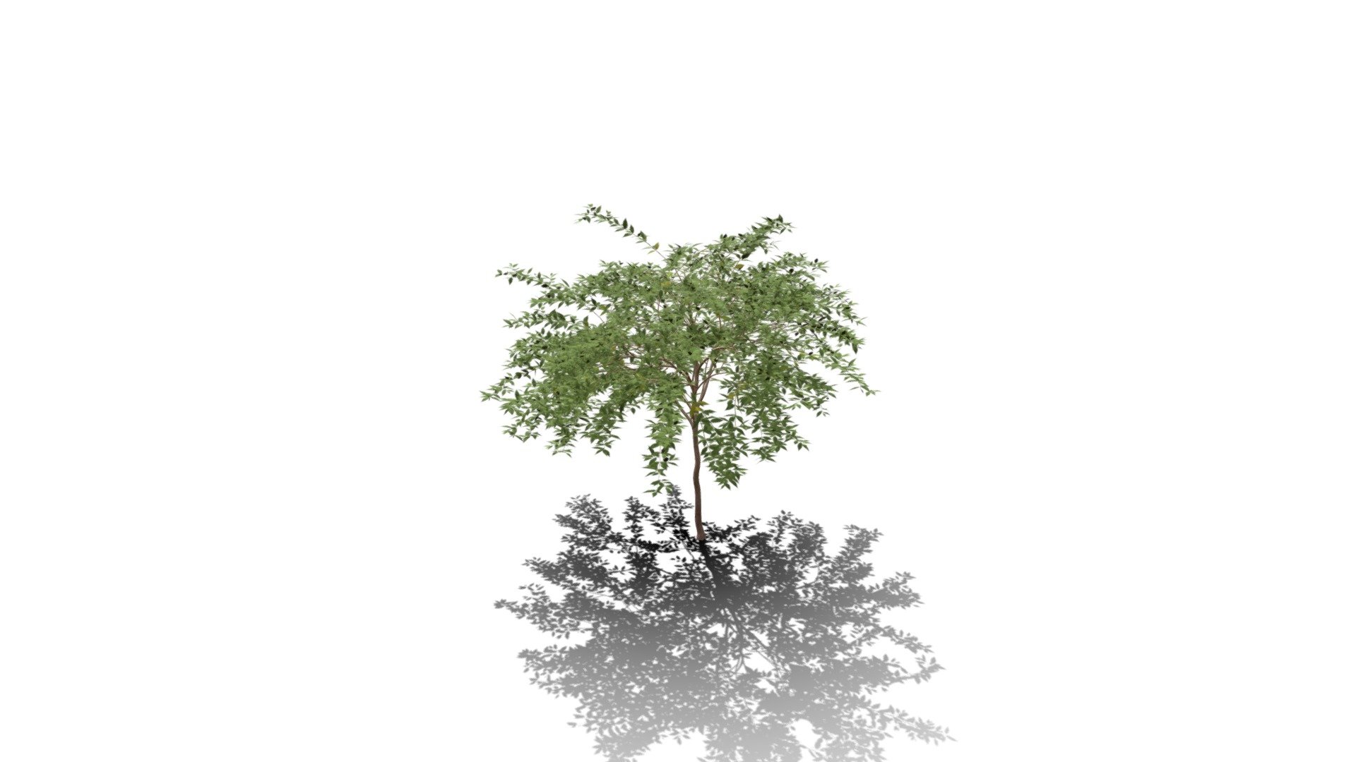 Model specs:





Species Latin name: Duranta repens




Species Common name: Golden dewberry




Preset name: Small tree no flower mat 100




Maturity stage: Old




Health stage: Thriving




Season stage: Winter




Leaves count: 13686




Height: 2.3 meters




LODs included: Yes




Mesh type: static




Vertex colors: (R) Material blending, (A) Ambient occlusion



Better used for Hi Poly workflows!

Species description:





Region: South America




Biomes: Savana,Forest




Climatic Zones: Mediterranean,Subtropical,Tropical




Plant type: Bush



This PlantCatalog mesh was exported at 40% of its maximum mesh resolution. With the full PlantCatalog, customize hundreds of procedural models + apply wind animations + convert to native shaders and a lot more: https://info.e-onsoftware.com/plantcatalog/ - Realistic HD Golden dewberry (20/20) - Buy Royalty Free 3D model by PlantCatalog 3d model