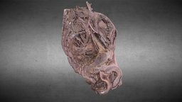 Plexo sacro/ Sacral plexus anatomy, hip, plexus, sacro, anatomia, cadera, nerves, sacrum, anatomia3d, 3danatomy, nervios, plexo_sacro, sacral_plexus