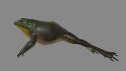 Realistic American Bullfrog frog, bullfrog, substancepainter, substance, americanbullfrog