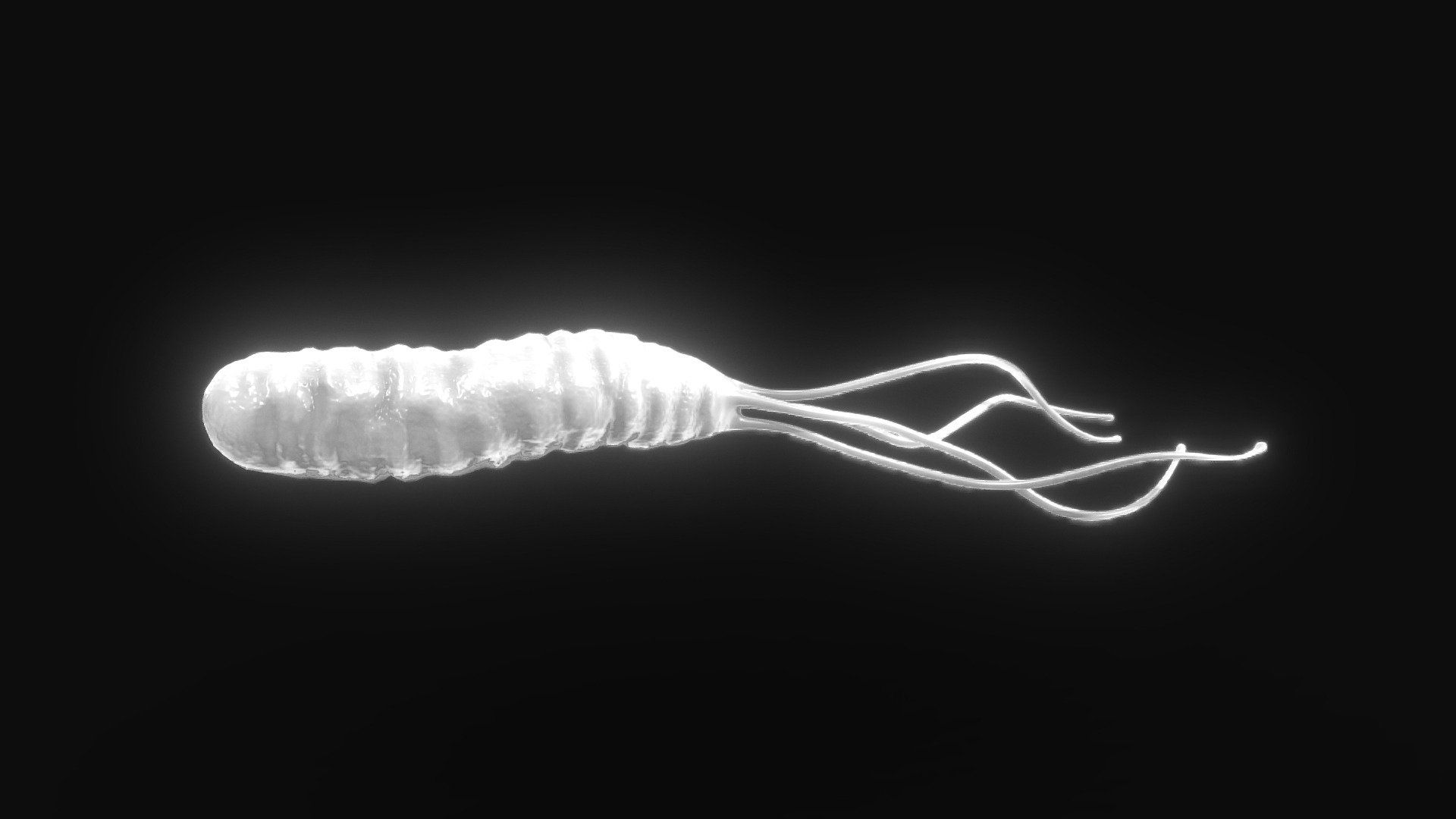 Helicobacter Pylori Bacteria

Helicobacter pylori is a bacterium found in the stomach lining that can cause gastritis, ulcers, and increase the risk of stomach cancer. It's often treated with antibiotics and acid-reducing medications.




Format: FBX, OBJ, MTL, STL, glb, glTF, Blender v4.0.2

Optimized UVs

PBR Textures | 1024x1024 - 2048x2048 - 4096x4096 | (1K, 2K, 4K - Jpeg, Png)

Base Color (Albedo)

Normal Map

AO Map

Metallic Map

Roughness Map

Height Map
 - Helicobacter Pylori Bacteria - Buy Royalty Free 3D model by Nima (@h3ydari96) 3d model