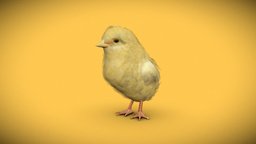 Chick cute, baby, chick, small, chicken, fur, animal, funny, nacturnal, baby-yoda, baby-chicken