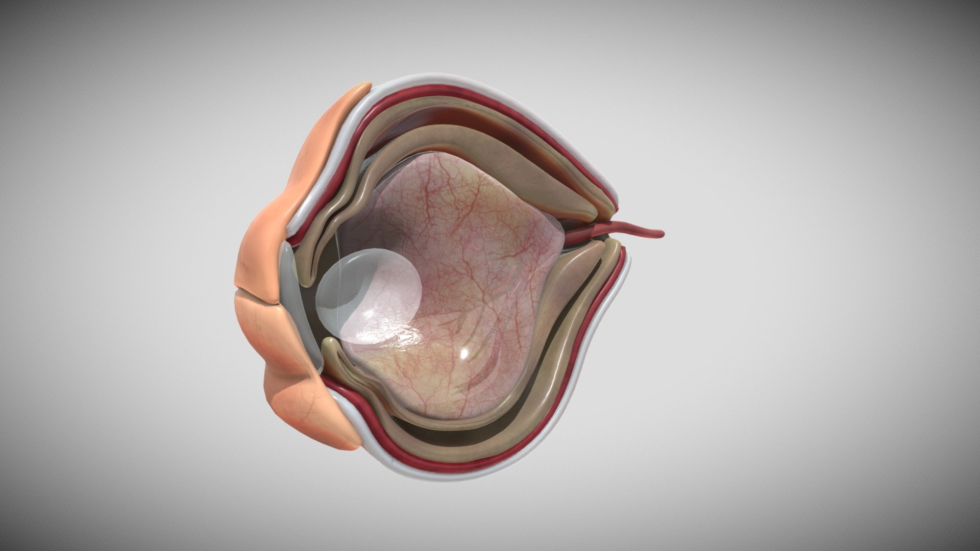 Although eye development can be considered from an embryological perspective to commence around day 22, when the optic sulci (optic primordium) appear as shallow grooves or pits in the inner aspect of the neural plate or neural folds ( Fig. 2-1A ) and the embryo is around 2 mm in length with eight somites, the group of cells that constitute the eye primordium or eye field have already begun to express a set of ‘eye field transcription factors’ (EFTFs) that are highly conserved in our evolutionary ancestory

References :-
1- Larsen's Human Embryology textbook ( Sixth Edition ).
2- the anatomy of human embryo electron microscope textbook  ( 1st Edition ) .
3-langman medical embryology textbook( Fourteenth Edition ) 3d model