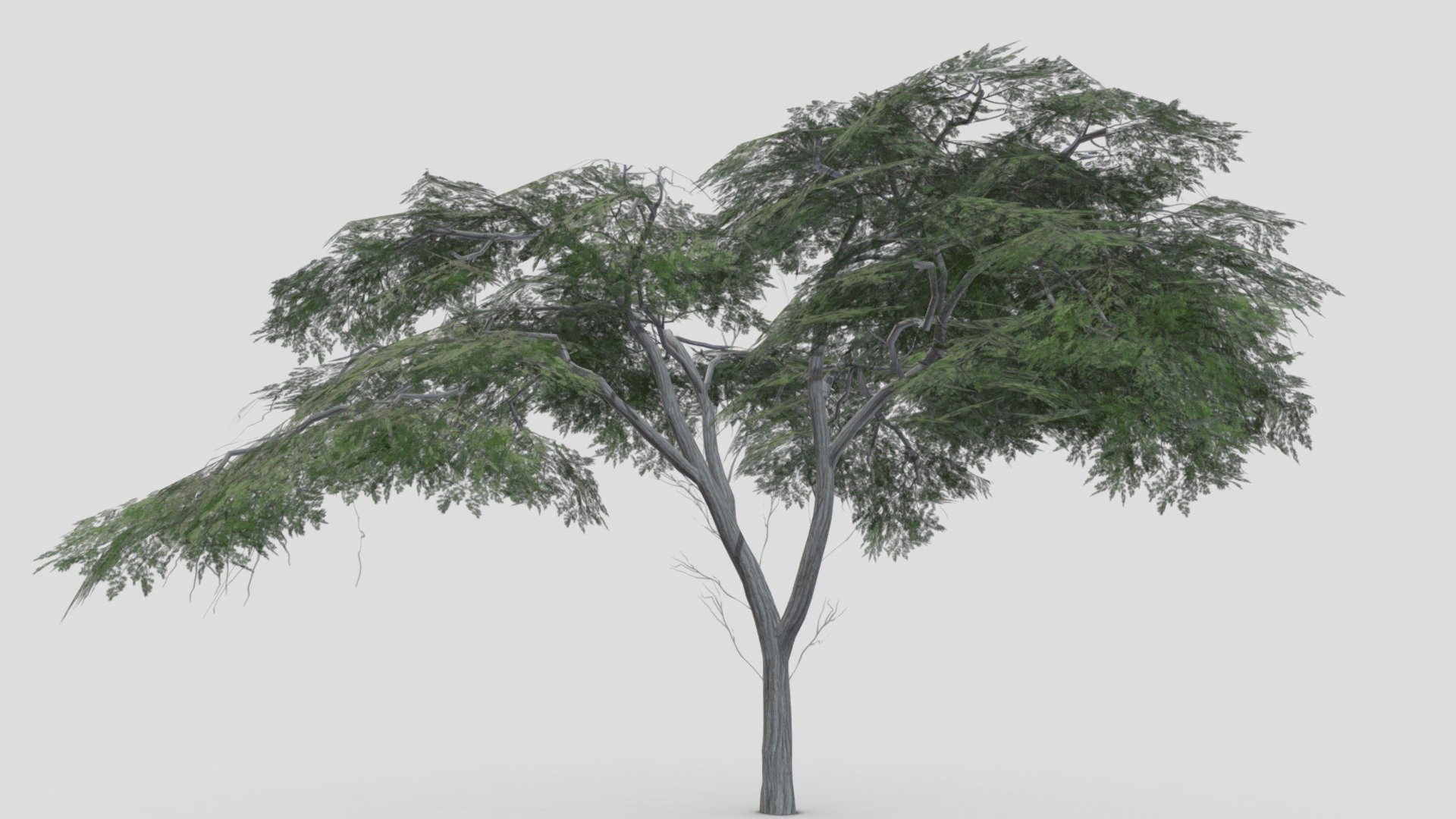 I tried to work on Acacia Tree 3D model. So after a long time I made this 3D low poly model of Acacia Tree 3d model