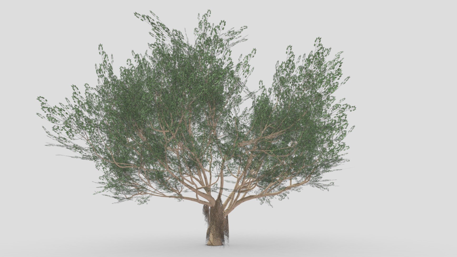 I try to work on Ficus Benjamina Tree to use this your project. this is a low poly 3D model. 
Tree info: Ficus Benjamina, commonly known as weeping fig, benjamin fig, or ficus tree, and often sold in stores as just ficus, is a species of flowering plant in the family Moraceae, native to Asia and Australia. It is the official tree of Bangkok 3d model