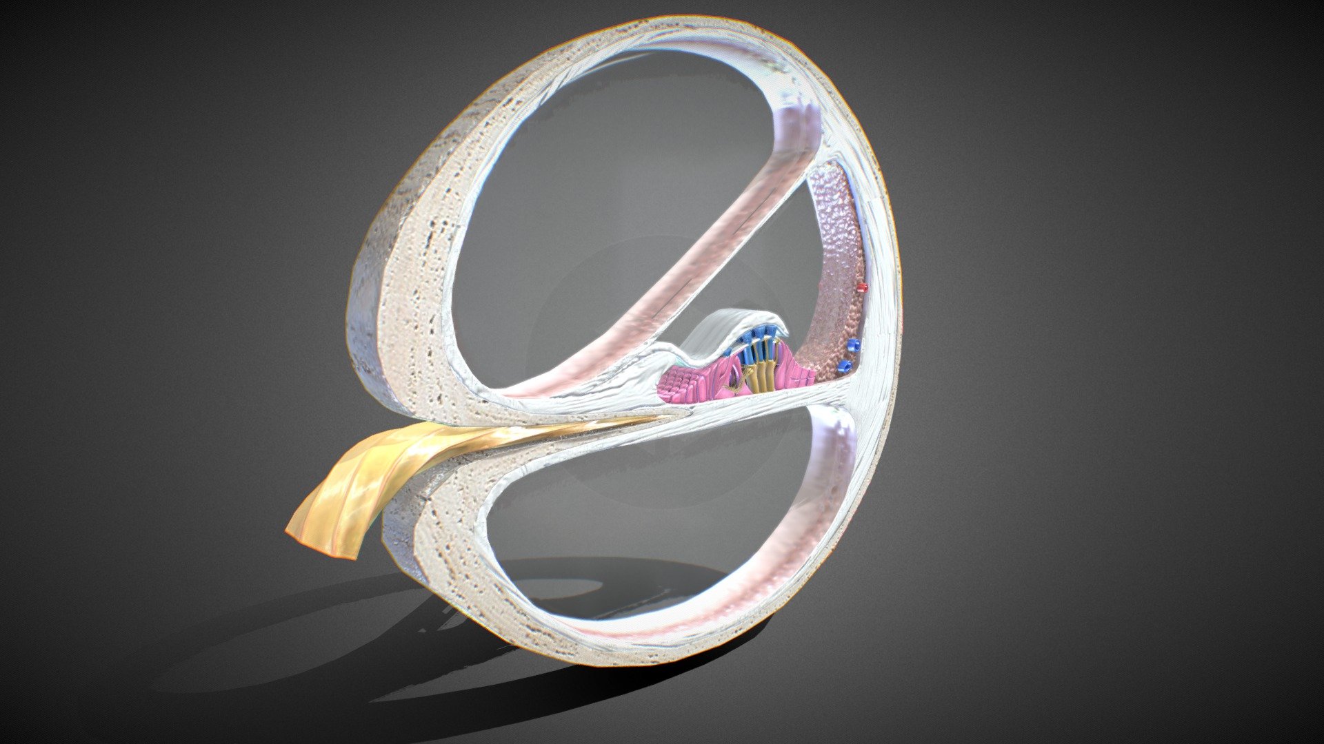 U can find this model for sale on Turbosquid by searching for “2132309”( that’s the closest I can get to giving a link without breaking sketchfab’s ToS)



Features:




No errors or missing files

Models resolutions are optimized for polygon efficiency. 

No N-GONS Faces -This model is created in polygon quad &amp; tri with good edge flow ,So you can edit and change it according your requirements.

Scene is well arranged (proper layer and group)

Objects, materials and textures are named.

Poly counts:




LOD 0: Polys counts: 176927 Vertices counts: 182104

Dimension: (X=91.15 cm Y=68.25 cm Z=65.72 cm)

Formats:




3Ds Max 2014 _V-Ray

3Ds Max 2014 _Scanline

Maya 2016_Default

Cinema 4D R15 _Standard

FBX

OBJ

3Ds

STL

PBR textures

Textures :

1- Cochlea -----9(QTY)------ 4096(Size)-----PNG(Format)

Included: Diffuse/ Base - Normal- Specular/Metallic - AO - Glossiness/Roughness - Refraction/Opacity - 3D Cochlea cross-section - 3D model by 3D4SCI 3d model