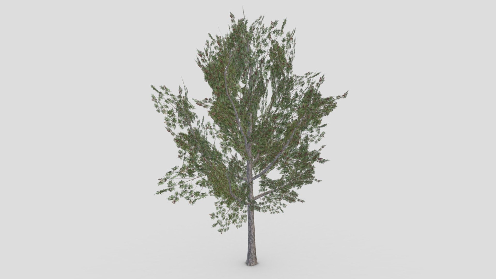 This is a low poly 3D Model of the Conocarpus Tree. I tried to make a low poly model so you can use this 3D model in your projects 3d model