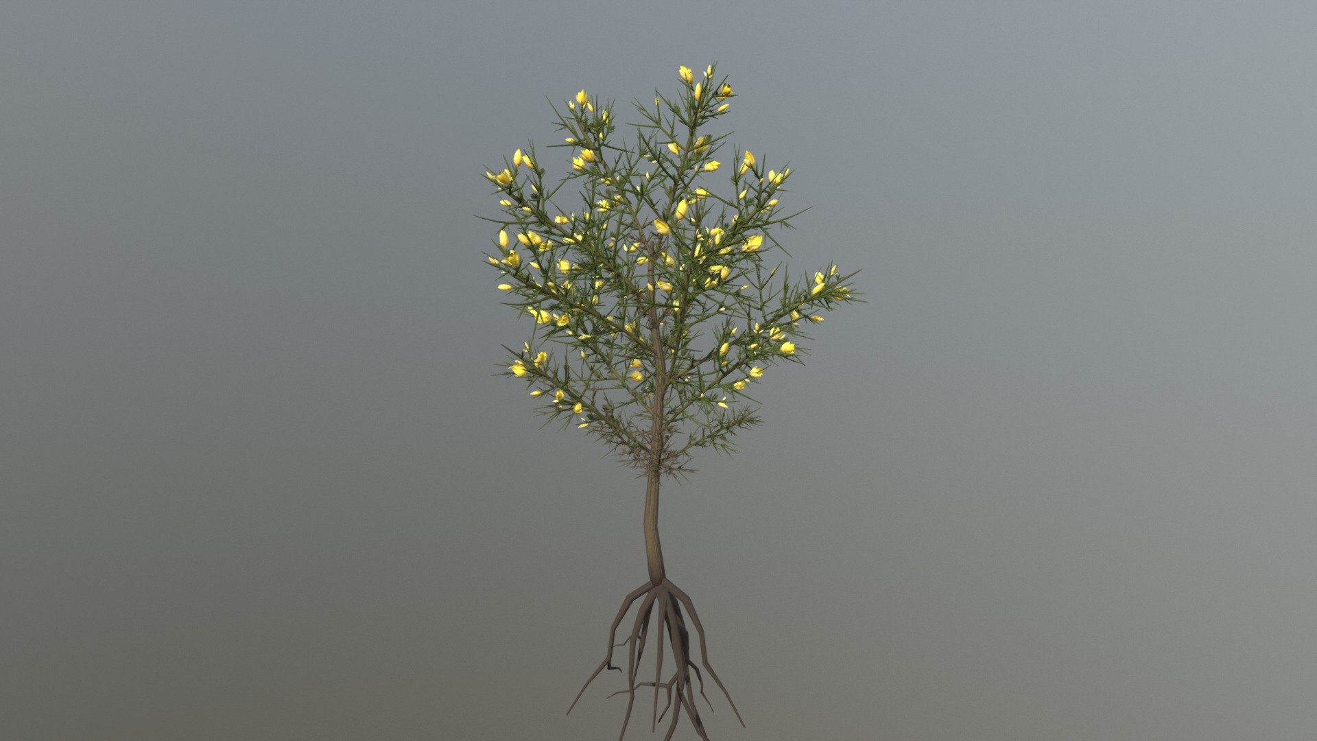 Gorse (Ulex Europaeus) - Retamo Espinoso (Ulex Europaeus) - 3D model by Edu (@Edu_ardo) 3d model