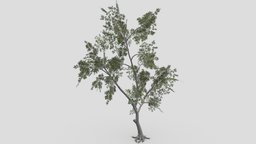 Conocarpus Tree- 05 unreal, conocarpus, unity, 3dconocarpus, lowpoly-conocarpus