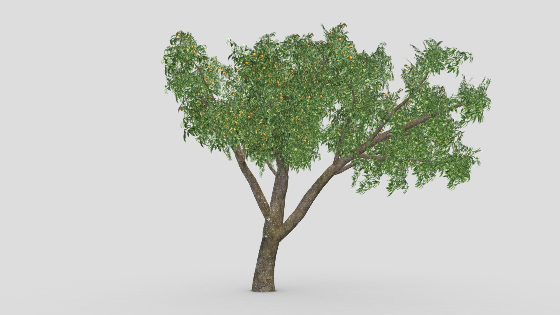 This is a low poly 3D model of Orange Tree. You can use this model in your projects 3d model