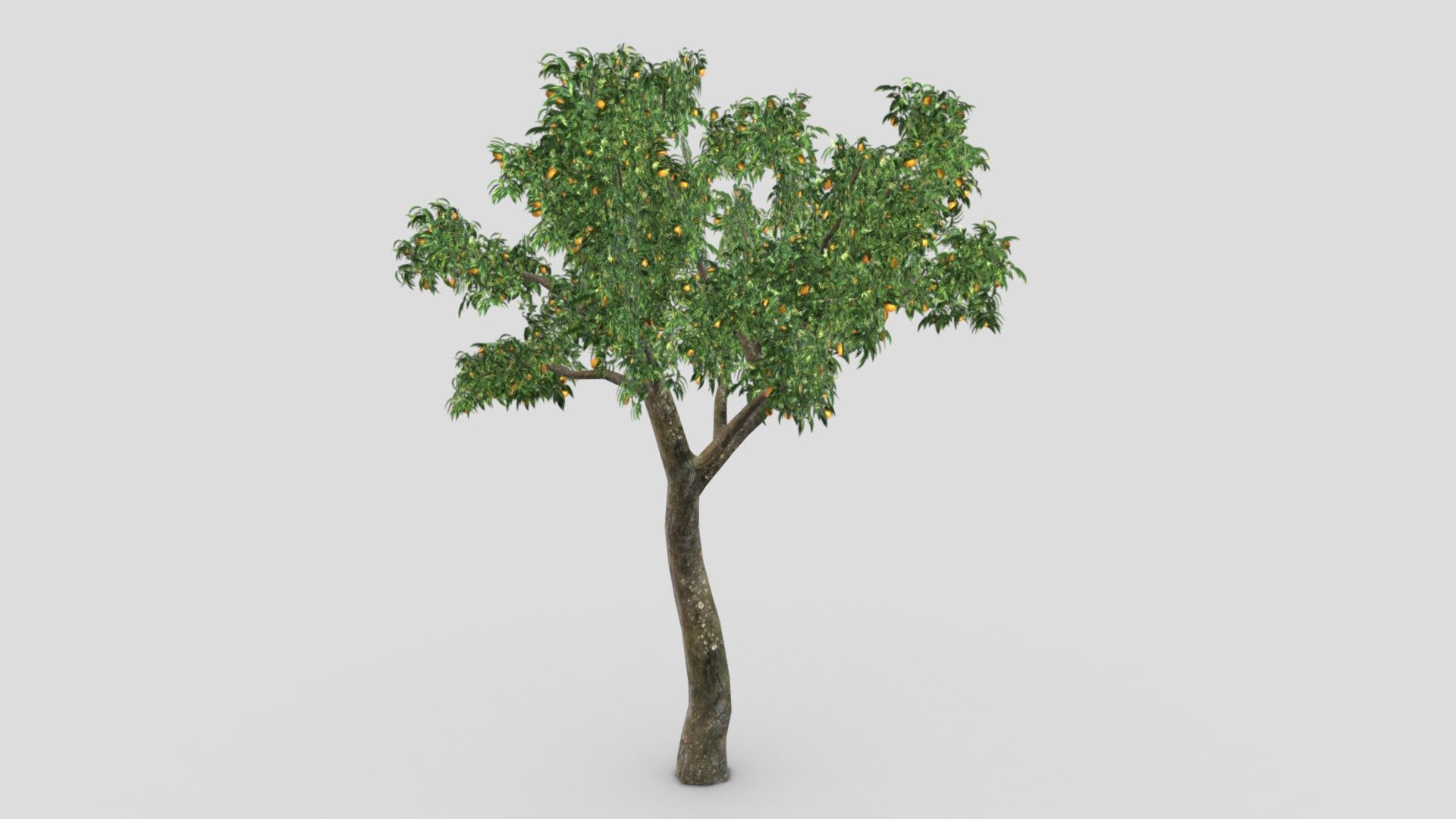 This is a low poly 3D model of Orange Tree. You can use this model in your projects 3d model