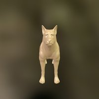 Dog_anatomy_study