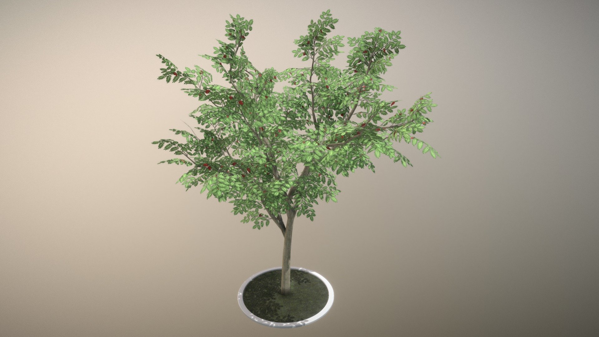 Rowan Tree - 12m - Summer



Textures:
- Color map
- Normal map

Here on Sketchfab you can see and purchase some of our 3d-models which we are using in our projects for VIS-All.
The models were created by 3DHaupt for the Software-Service John GmbH
3D-Model was modelled and textured in blender



Hier auf Sketchfab können Sie einige unserer 3D-Modelle, welche wir in unseren Projekten für VIS-All verwenden,
betrachten oder aber auch für die kommerzielle Nutzung erwerben.
Die Modelle wurden von 3DHaupt 3DHaupt für die Software-Service John GmbH erstellt.
Alles modelliert und texturiert in Blender-3D - Rowan Tree - Sorbus-Aucuparia - 12m - Summer - Buy Royalty Free 3D model by VIS-All-3D (@VIS-All) 3d model