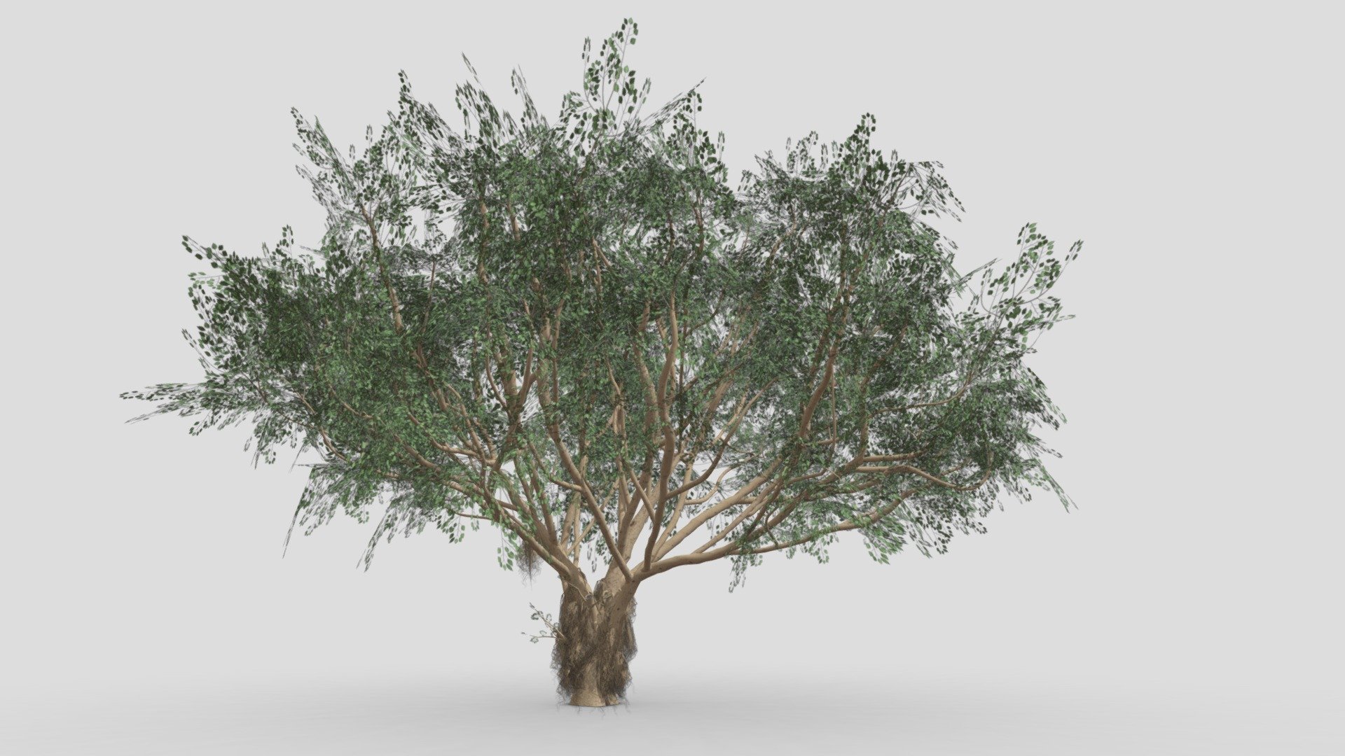 I try to work on Ficus Benjamina Tree to use this your project. this is a low poly 3D model. Tree info: Ficus Benjamina, commonly known as weeping fig, benjamin fig, or ficus tree, and often sold in stores as just ficus, is a species of flowering plant in the family Moraceae, native to Asia and Australia. It is the official tree of Bangkok 3d model