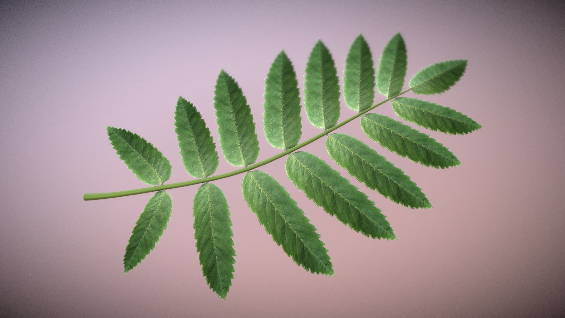 Rowan Leaf (High-Poly).




Low-Poly Version
 - Rowan Leaf High Poly - Buy Royalty Free 3D model by VIS-All-3D (@VIS-All) 3d model
