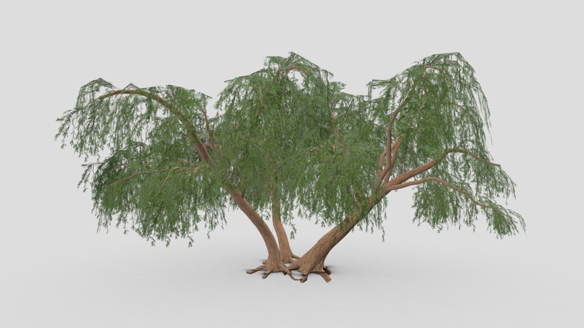 This is a 3D low poly model of the Prosopis Tree. I tried to work on the low poly version of this tree 3d model