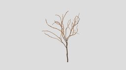 Blueberry branch branch, twig, blueberry, metashape, agisoft, photogrammetry