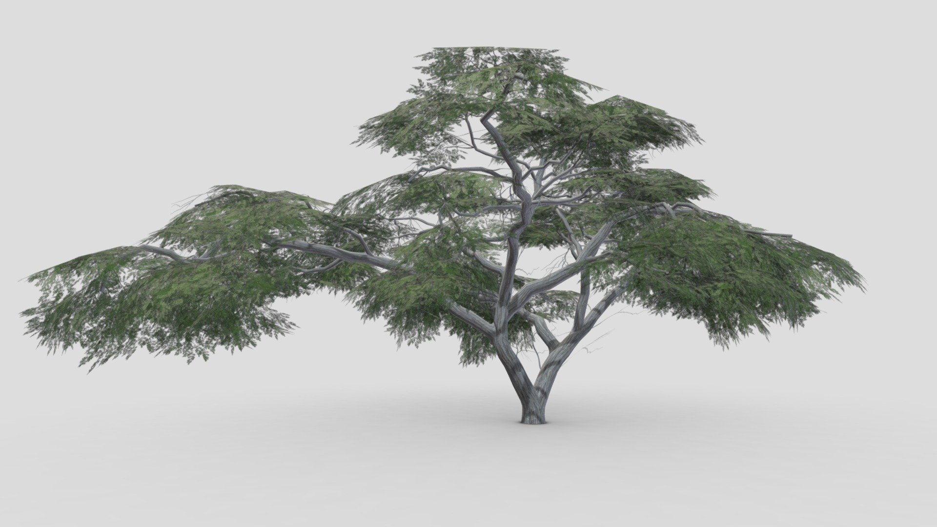 I tried to work on Acacia Tree 3D model. So after a long time I made this 3D low poly model of Acacia Tree 3d model
