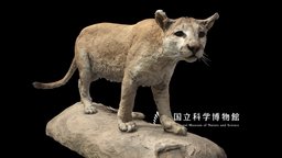 NSMT-M_32354_Cougar_(Taxidemy) 