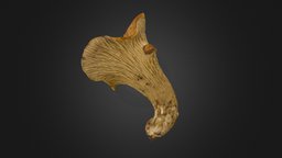 Turbinellus floccosus mushroom mushroom, fungus, photogrametry, fungi, photoscanned, chanterelle