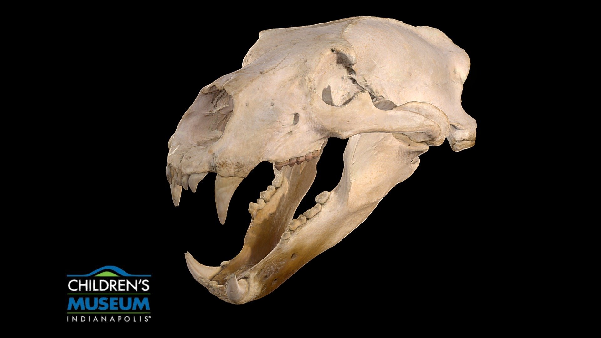 This skull belongs to The Children's Museum of Indianapolis.

The skull was 3D scanned with a Creaform Go! SCAN Spark by Connections XR.

This project is in partnership with CICF, and the IUPUI University Library 3d model
