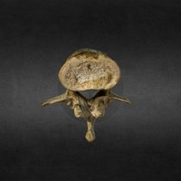 Lumbar Vertebrae anatomy, science, normal, specimen, memento, human