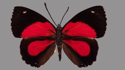 Paulogramma pyraemon metashape, agisoft