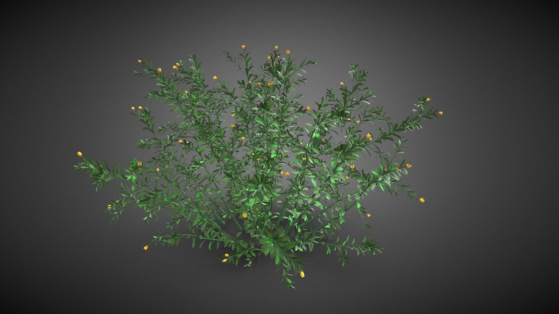 Shrub tree - Shrub tree - Buy Royalty Free 3D model by misitewang 3d model