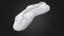 Olm olm, print, 3d-model, 3d, human