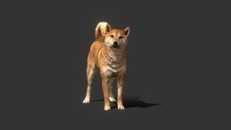 Shiba Inu photogrametry