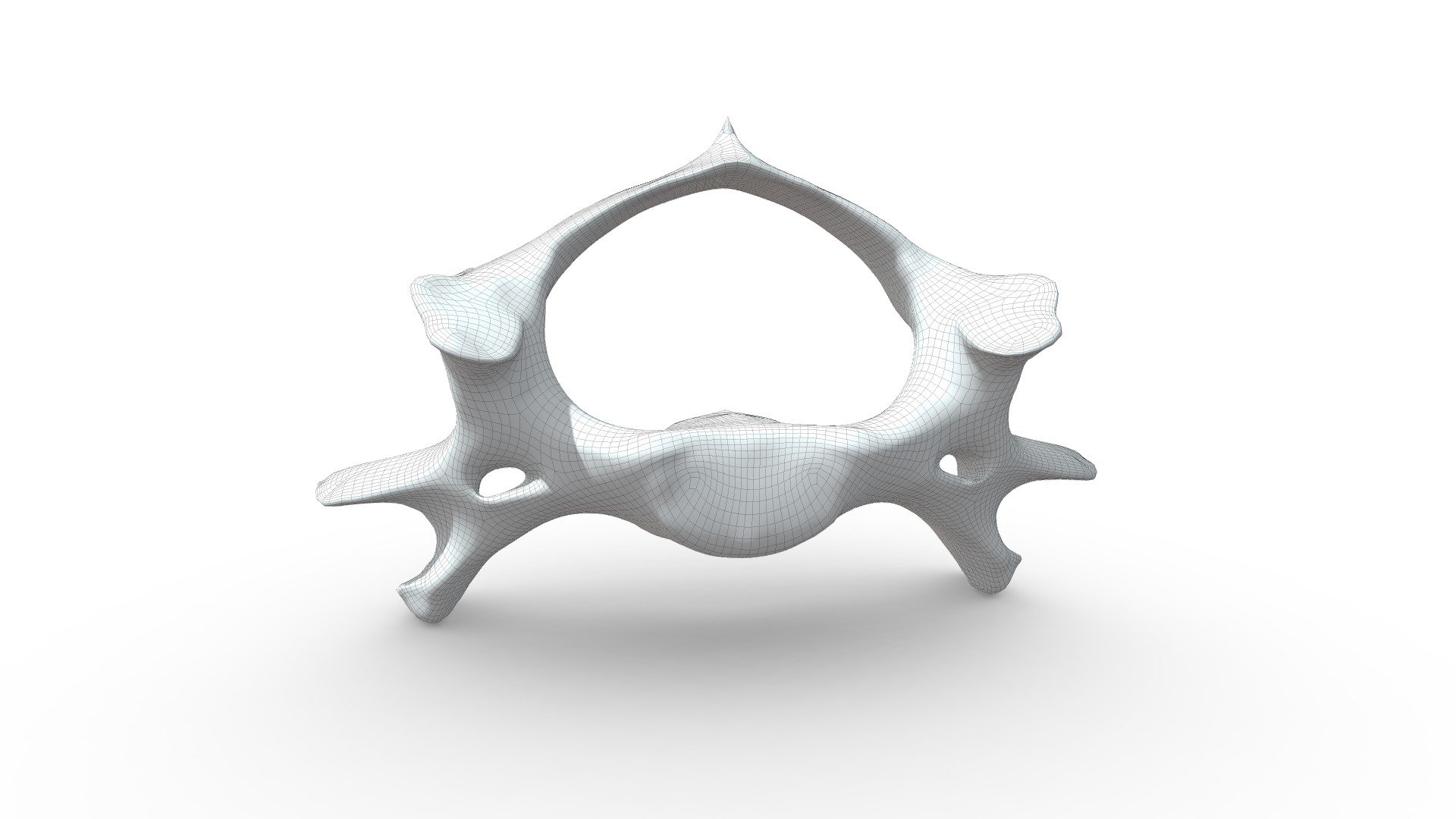 And this is the clean remeshed version. After this I'm going to add the specific structures on the bone, the surface and color 3d model
