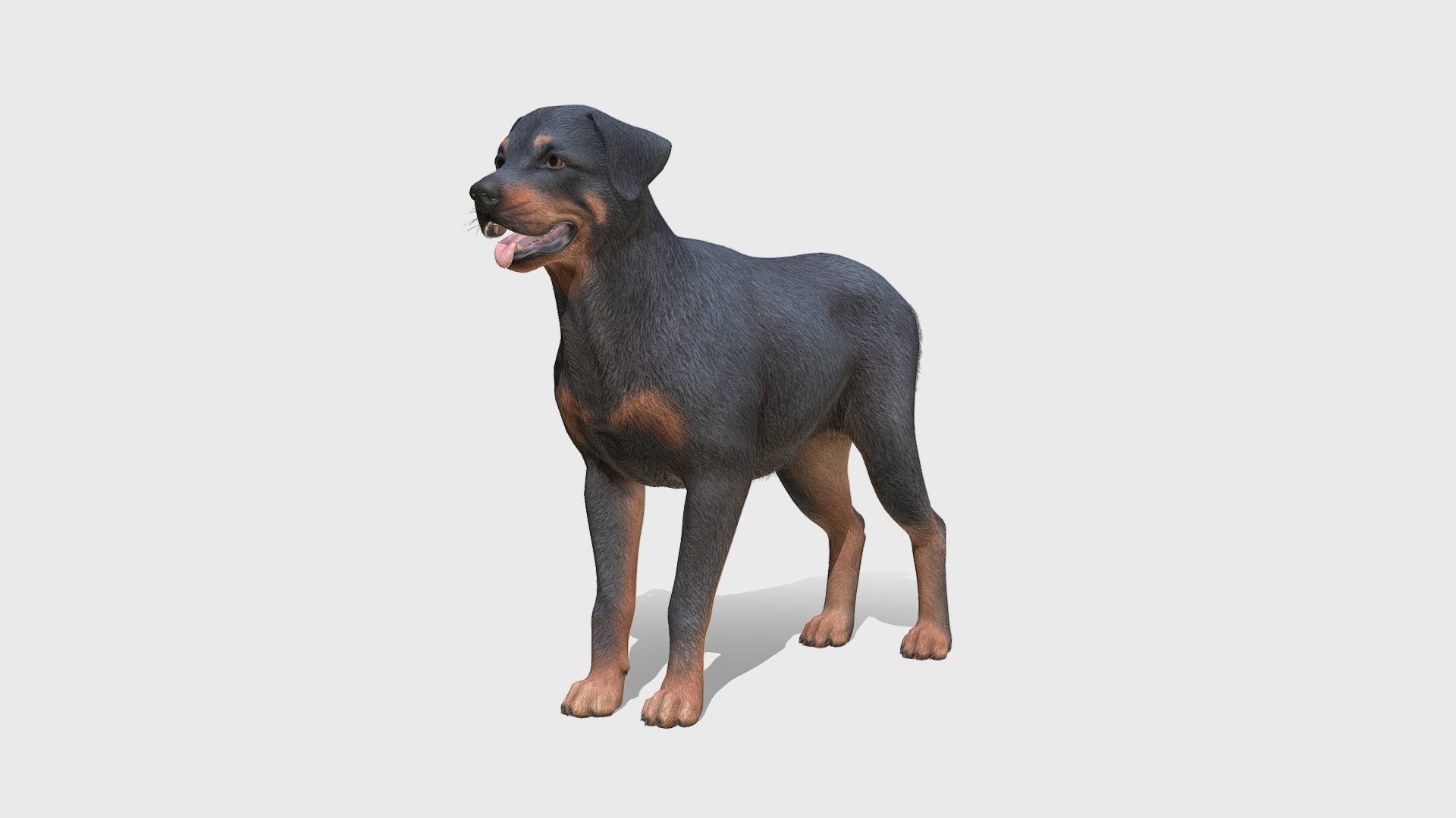 All files with animations are in the attached archive.

The attached archive contains:

3 color options

IP/RM animations

FBX, OBJ, Blend file formats

If you have any questions, write to me by mail 3d model
