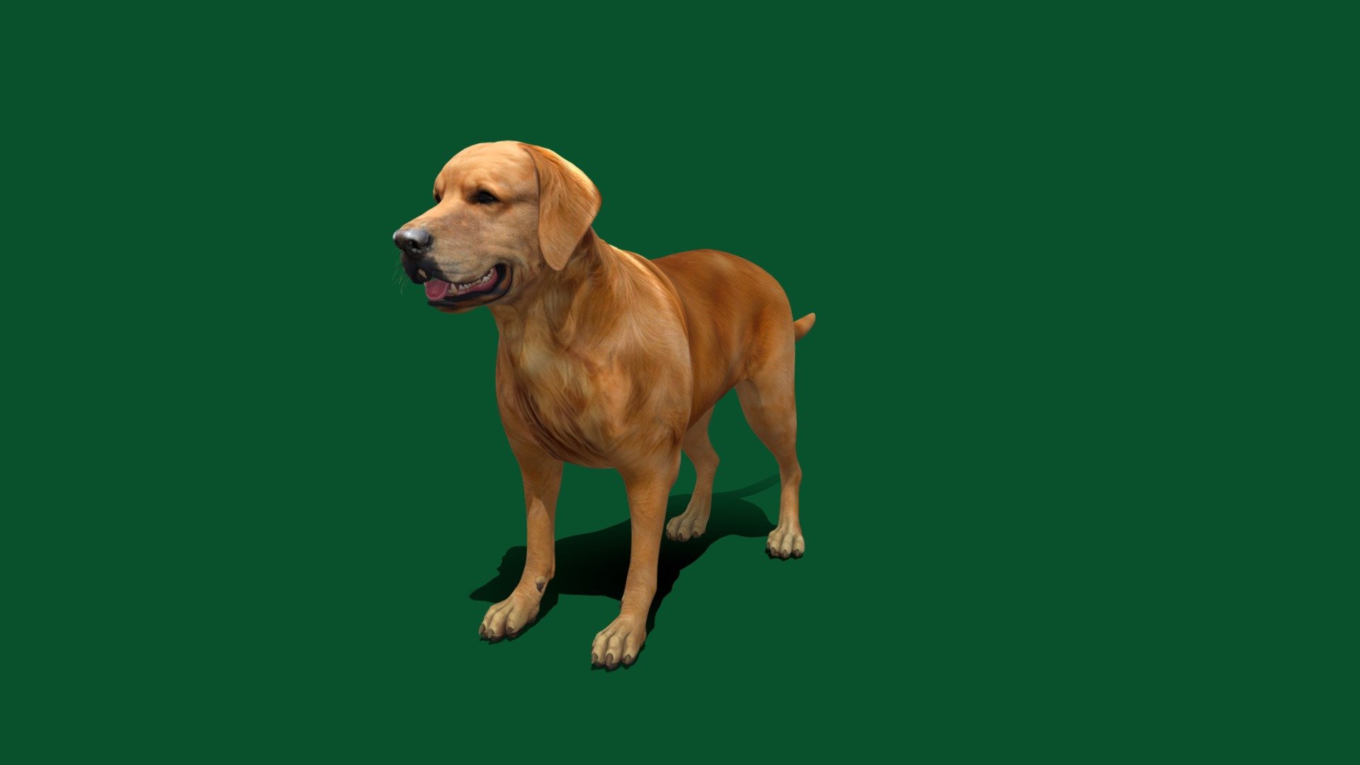 For Sale Version 2 Fixed Sharps
The Golden Retriever is a sturdy, muscular dog of medium size, famous for the dense, lustrous coat of gold that gives the breed its name. The broad head, with its friendly and intelligent eyes, short ears, and straight muzzle, is a breed hallmark.Canis lupus familiaris - Golden_Retriever - 3D model by Nyilonelycompany 3d model