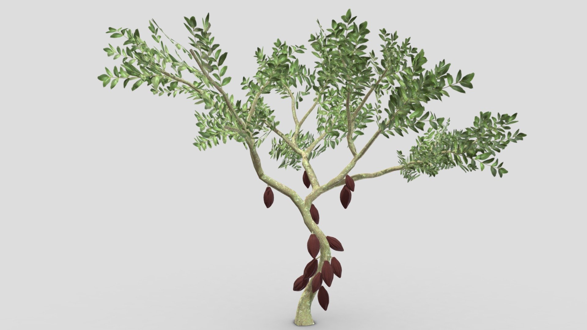 This is a 3D low poly model of a Cacao tree that you can use in your projects.

Info:

Theobroma cacao is a small evergreen tree in the family Malvaceae. Its seeds, cocoa beans, are used to make chocolate liquor, cocoa solids, cocoa butter, and chocolate. Native to the tropics of the Americas, the largest producer of cocoa beans in 2018 was Ivory Coast, at 2.2 million tons 3d model