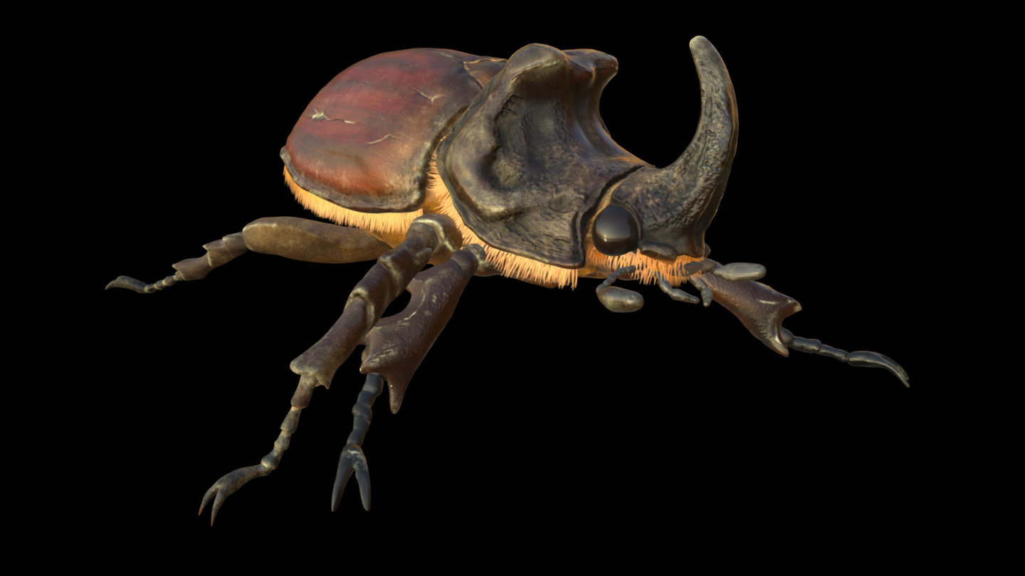 bug I did recently ,sculpt is in zbrush basic texturing as well,retopology with zremesh ,textures modified in substance painter  animation in blender with basic rig and IK ,render in blender cycles https://www.artstation.com/artwork/Nb5bD - Oryctes nasicornis - 3D model by UtasCZ (@utinek) 3d model