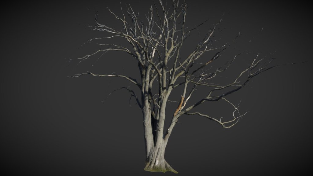 ★LIKE -&gt; then download, please! :)

Big Dry Tree fullsize scan

My first fullsize triangulated from 8M point cloud tree scan. Not so easy to compute :) Sony a58 kit. Photoscan, about 50 Station groups and some single photos. More details in my scanblog: https://scantricks.wordpress.com/2016/11/18/treestation-camera-groups/ - Tree - Download Free 3D model by Epic_Tree_Store (@johngreenstone) 3d model