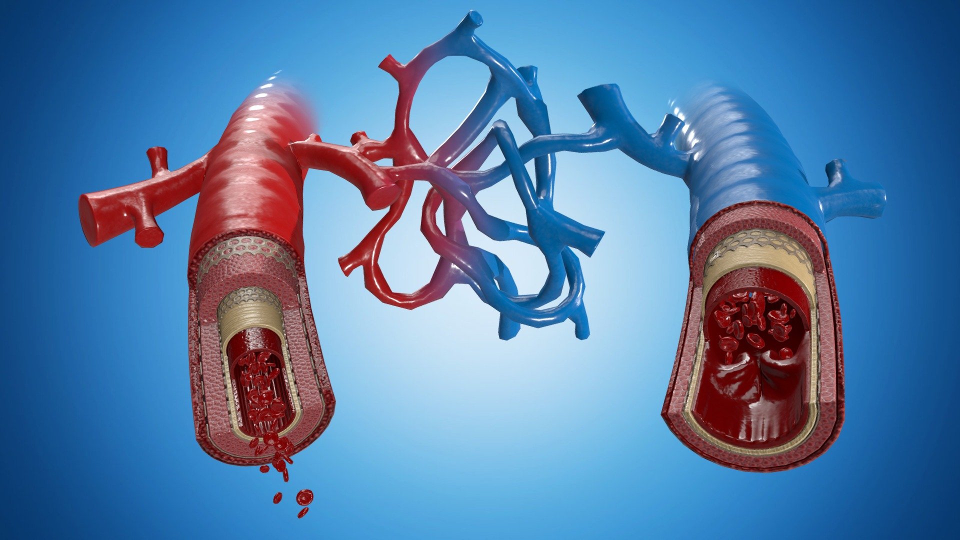Images médicale en 3D temps réel, travail personnel (2015)

Bio : Images médicale en 3D temps réel réalisées dans le cadre d’un projet personnel montrant la coupe détaillée d’une artère et d’une veine.

Use: Blender 3D + Substance Painter + Marmoset Toolbag

www.corentin-bechet.com - Medical view - Vein + Artery - Buy Royalty Free 3D model by CB3D (@corentin3D) 3d model