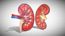 Kidney Anatomy 3D