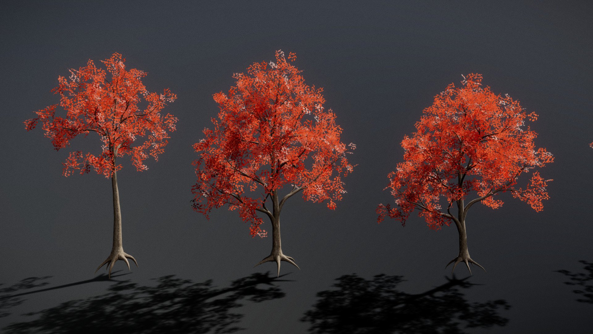 Red maple trees, iconic members of the Acer rubrum species, paint the landscape with their vibrant autumn foliage. Native to North America, these versatile trees thrive in a variety of habitats, from wetlands to upland forests.

Includes:


- 6 maple tree variations in different growth stages (from small to large)

- Bark texturing includes color, normal, and roughness maps

- Foliage texturing includes color, normal, and opacity maps



Each tree is composed of seperate meshes for the branches and foliage, so they can be seperated easily if needed.


These are mid poly models, with the largest containing 70k tris (50k verts), and smallest around 5k tris (3.8k verts). The medium sized models sit around  30k tris (20k verts) each.


The additional file contains each tree in a seperate FBX and OBJ file (textures not embedded) - Red Maple 6 Variations - Buy Royalty Free 3D model by Jagobo 3d model