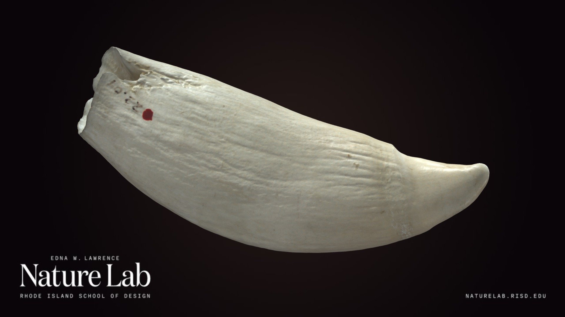 The sperm whale (Physeter macrocephalus) or cachalot is the largest of the toothed whales and the largest toothed predator. The sperm whale is a pelagic mammal with a worldwide range, and will migrate seasonally for feeding and breeding. Females and young males live together in groups, while mature males live solitary lives outside of the mating season. The females cooperate to protect and nurse their young. Females give birth every four to 20 years, and care for the calves for more than a decade. A mature sperm whale has few natural predators, although calves and weakened adults are sometimes killed by pods of killer whales (orcas).

Accession #: 22.04 - Sperm Whale Tooth - Download Free 3D model by RISD Nature Lab (@RISDNaturelab) 3d model
