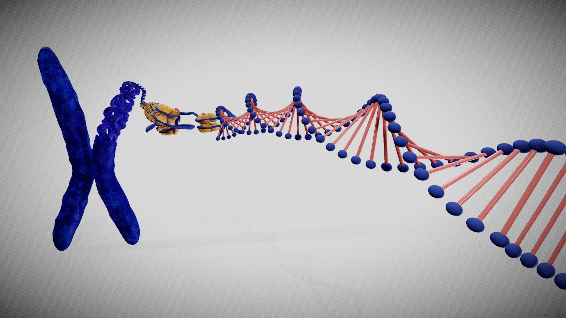 A chromosome is a long DNA molecule with part or all of the genetic material of an organism. Most eukaryotic chromosomes include packaging proteins called histones which, aided by chaperone proteins, bind to and condense the DNA molecule to maintain its integrity. These chromosomes display a complex three-dimensional structure, which plays a significant role in transcriptional regulation 3d model