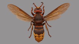 Vespa crabro metashape, agisoft