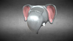 Elephant Animated elefante, elefant, orejas