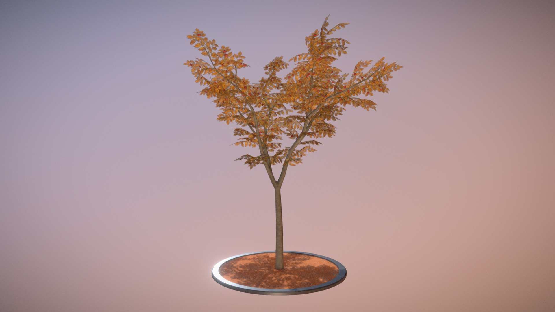Eberesche 12 Meter im Herbst 3d model