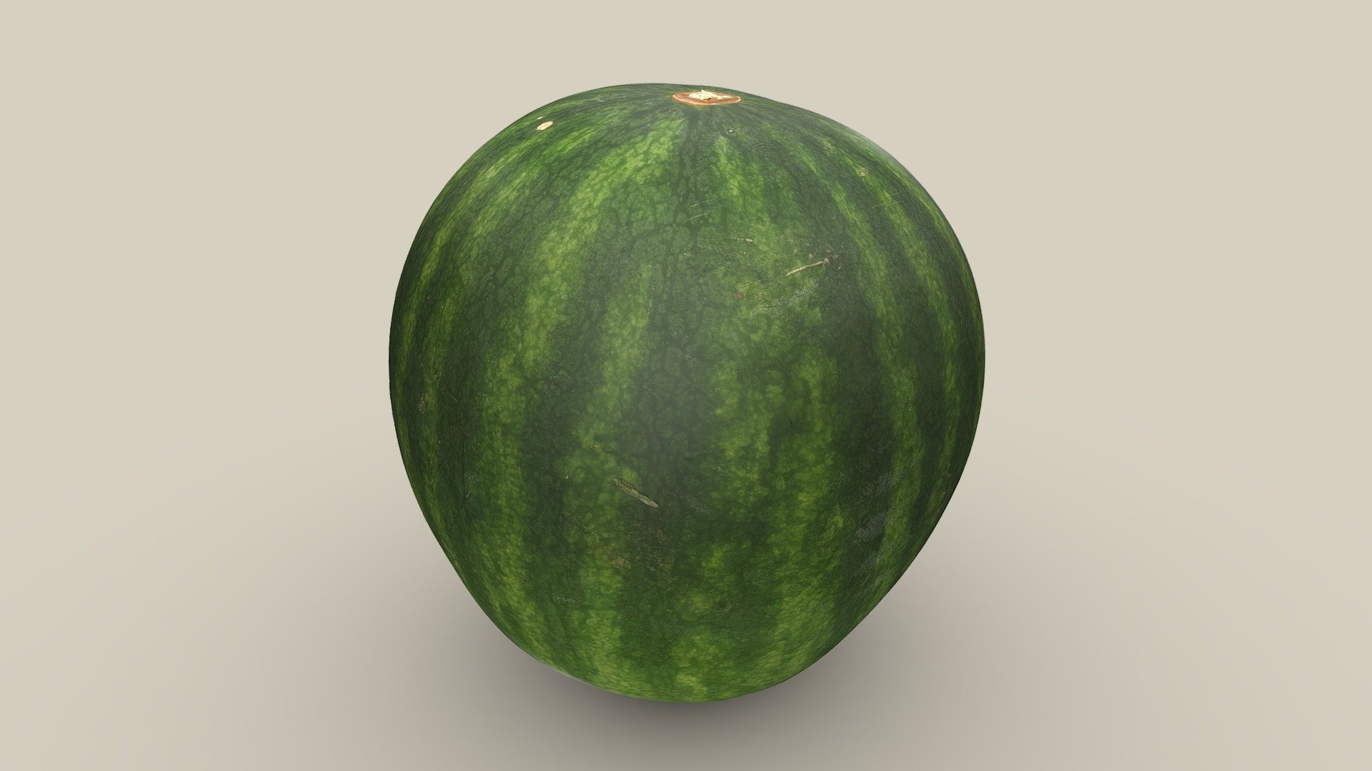 The annual herbaceous plant of watermelon is a crop plant originating from Africa, which is now cultivated in warm regions worldwide. Currently, there are over 1200 varieties in use. The fruit, usually 20 to 60 centimeters long and spherical, has a rind 1 to 4 cm thick. Most varieties have red flesh, but there are also orange, yellow and white varieties. The fruits are eaten as a refreshing and thirst-quenching vegetable.

Die einjährige, krautige Pflanze der Wassermelone ist eine aus Afrika stammende Nutzpflanze die heute weltweit in warmen Regionen angebaut wird. Aktuell existieren über 1200 genutze Sorten. Die Frucht, meist 20 bis 60 Zentimeter lang und kugelig, hat eine 1 bis 4 cm dicke Rinde. Die meisten Sorten besitzen rotes Fruchtfleisch, es gibt jedoch auch orangefarbene, gelbe und weiße Sorten. Die Früchte werden als erfrischendes und durstlöschendes Gemüse gegessen 3d model