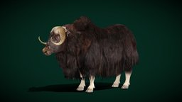 Musk Ox Animal (Lowpoly) winter, animals, mammal, game_asset, ar, fur, nature, ox, wildlife, arctic, hoofed, pbr, lowpoly, animation, gameready, bovidae, nyilonelycompany, musk-ox, hoofed-mammals, noai, createdwithai, musk-oxen, winter_wonderland, moschatus